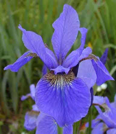 siberian Iris My Love