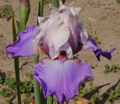 TB Iris Mystery Book