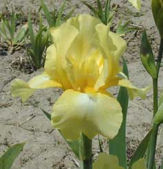 MTB Iris Mystic Glow