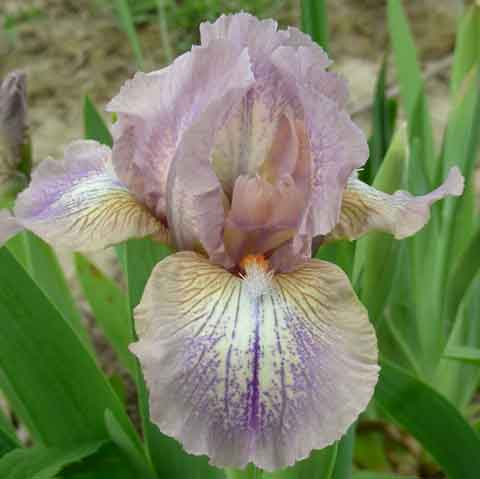 Naked Grape SDB Chapman Iris