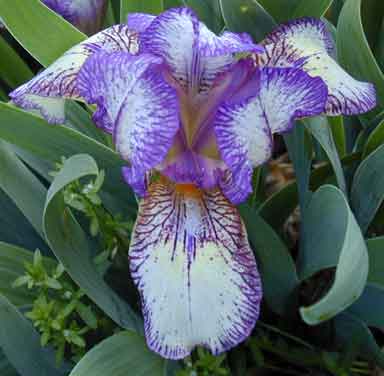 Nancy Butterfly MDB Iris 