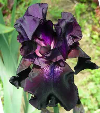 TB Iris Night Owl
