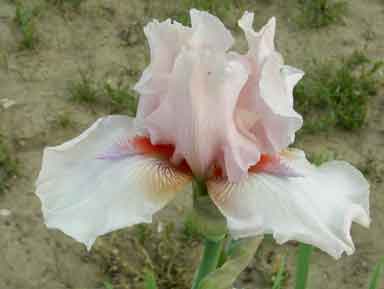 TB Iris Noble Lady