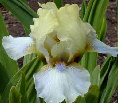 Northern Exposure SDB Iris