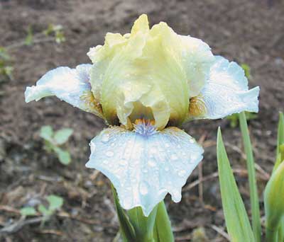 SDB Iris Northern Exposure
