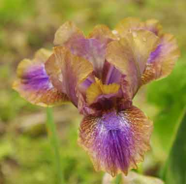 SDB Iris Oddbod