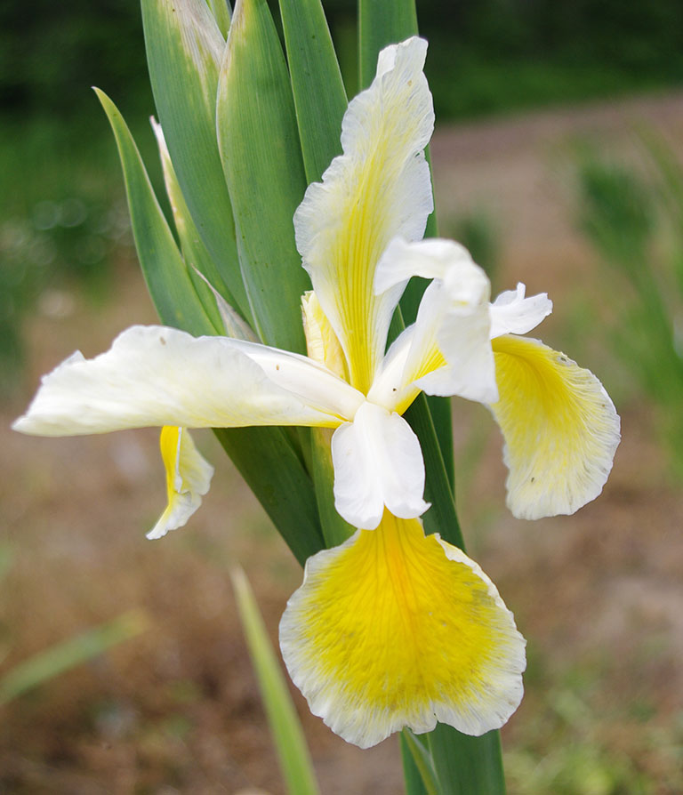 Oregon Cream