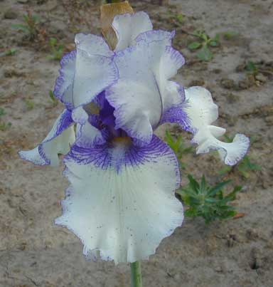 BB Iris Orincino Flow