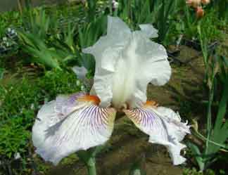 TB Iris Osay Canuc