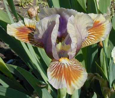 SDB Iris Outburst