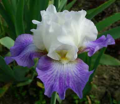 TB Iris Overboard