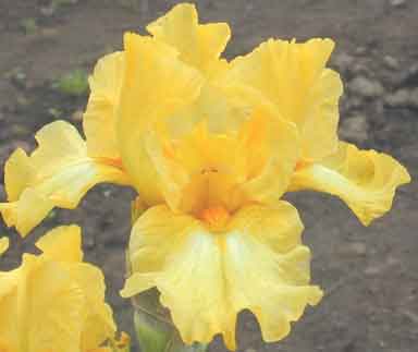 Pan For Gold IB Iris 
