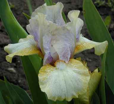 Paradigm Shift SDB Iris