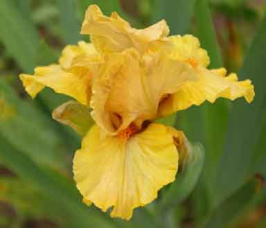 SDB Iris Peach Frappuccino