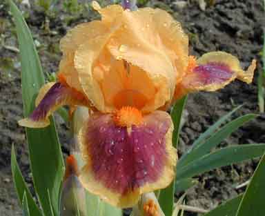 SDB Iris Pele