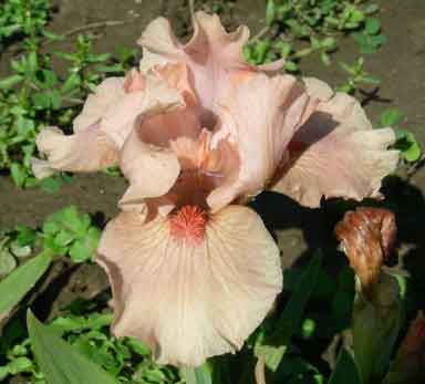 SDB Iris Pigs  In Space