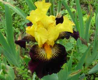 TB Iris Pirate's Ahoy