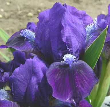 Pixie Pirate MDB Iris 