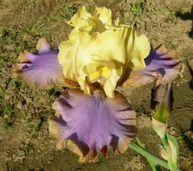 TB Iris Plum ringer