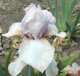 IB Iris Precious Little pink