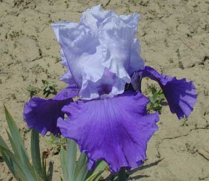 TB Iris Proud Tradition