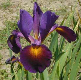 spuria Iris Proverb