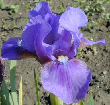 Puppet Baby MDB Iris 