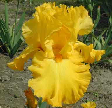 TB Iris Pure As Gold