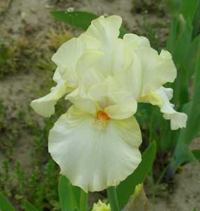 IB Iris Pure Heart