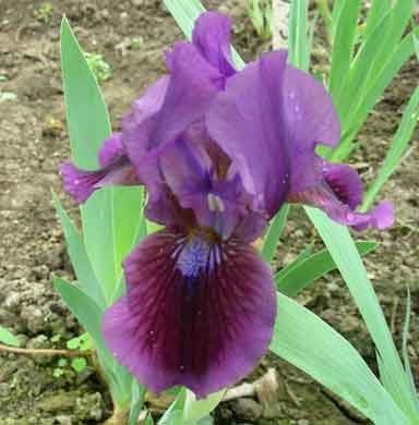 SDB Iris Purple Joy