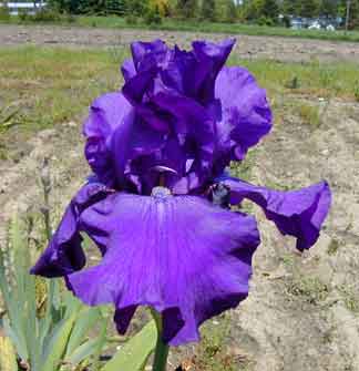 TB Iris Purple Magic