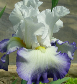 TB Iris Queen's Consort