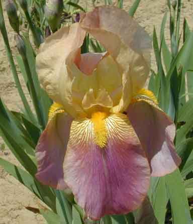 TB Iris Ramses