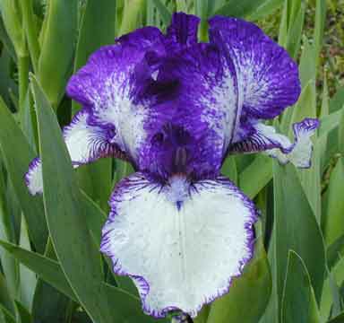 IB Iris Rare Edition