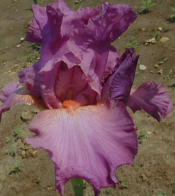 TB Iris Razzleberry