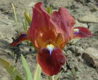 MDB Iris Red At Lst