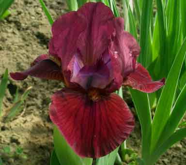 Red Bunny SDB Iris