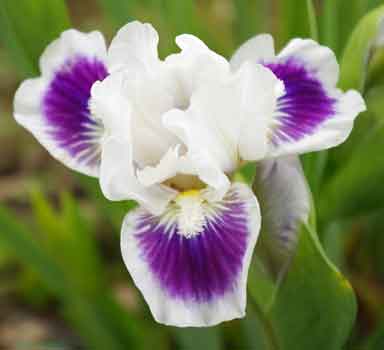SDB Iris Riviting