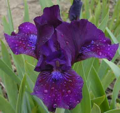 Royal Overtime SDB Iris