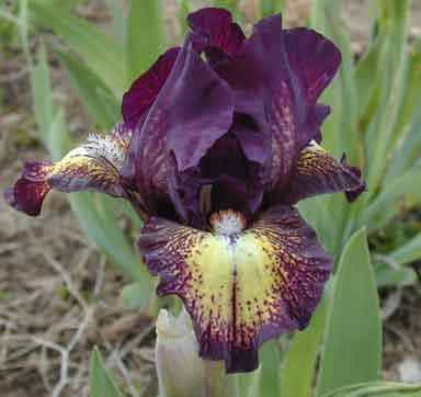 Ruby Eruption SDB Iris