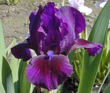 Ruby Locket SDB Iris