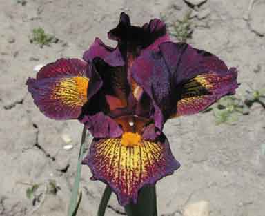 SDB Iris Ruby Passion