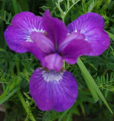 Siberian Iris Ruby Wine