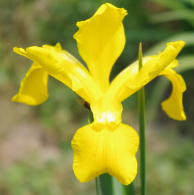 Saint Patrick Gold