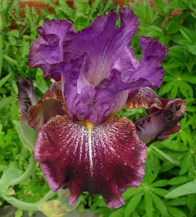 TB Iris Schizo