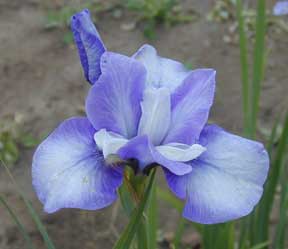 siberian Iris Seneca Glacier Flow