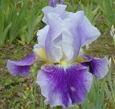 TB Iris silent wings