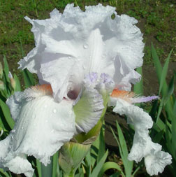 TB Iris Silver City