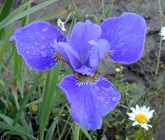 Siberian Iris silver Edge