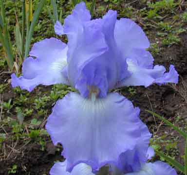 TB Iris Sky Search